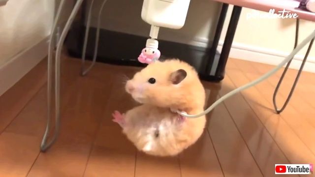 bestpets201910_1_4_640