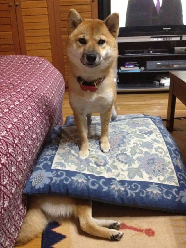 funny-shiba-inu-35-5aec502fc6acc__700_e