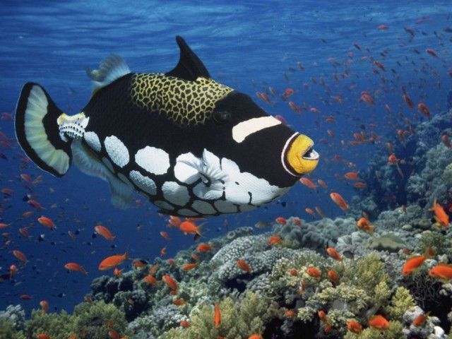 Clown-Trigger-Fish_e