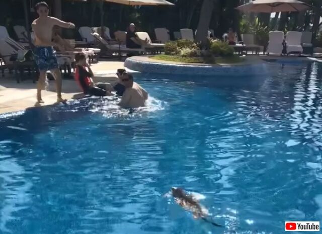 ibuanainpool1_640