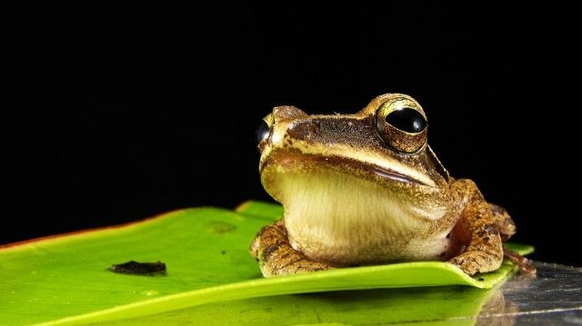 frog-173622_960_720_e
