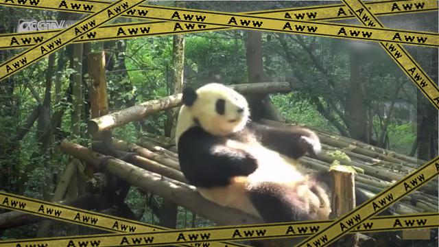 panda-f [www-frame