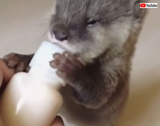 cutebabieanimals5_640