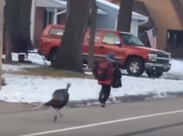 turkeychaseskid2_e