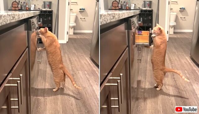catbreaks2_640