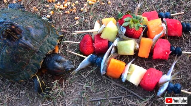 fishkabobs2_640