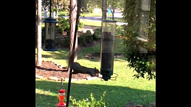 squirrelnfeeder3