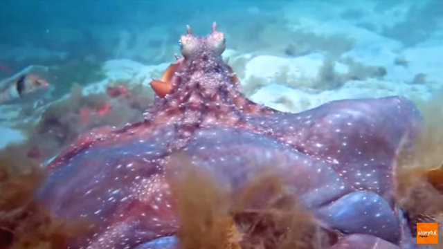 octopus2