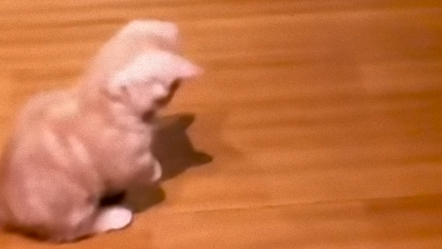 kitten-1_e0