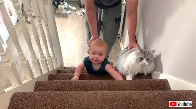 マラミュートと猫の「がんばれがんばれ、あと少し！」赤ちゃんが階段を上るのを見守るペットたち