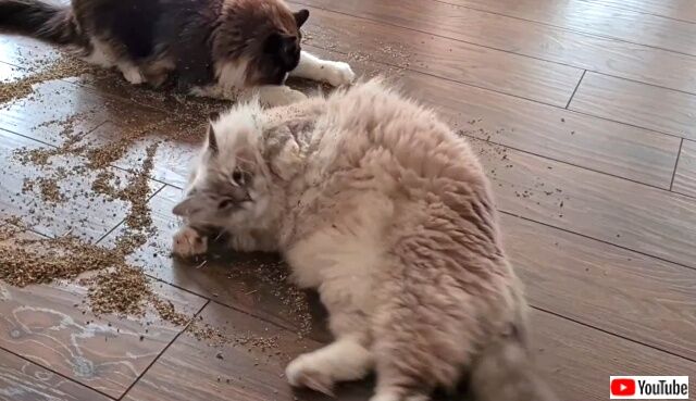 catnip3_640
