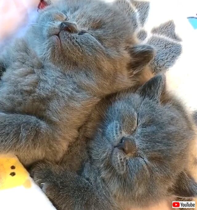 cuddlykitten6_640