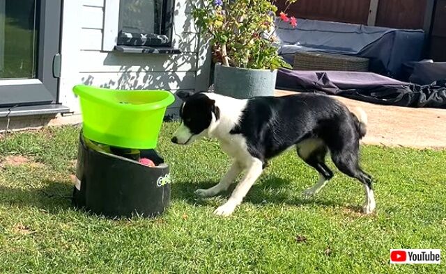 fetch4_640