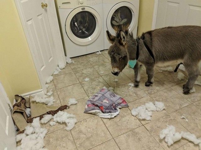 donkey12_e