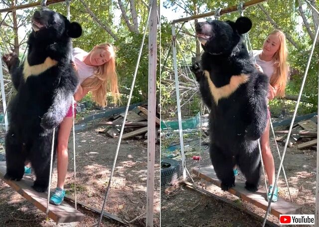 swingbear2_640