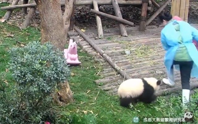 babypandastoy0_e