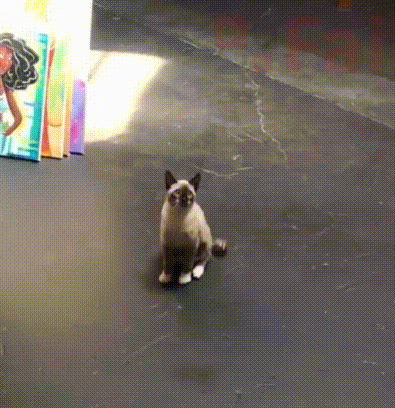 やっぱり猫だからこうなるよね どこのご家庭でも あるある な やらかした猫たち総集編 マランダー