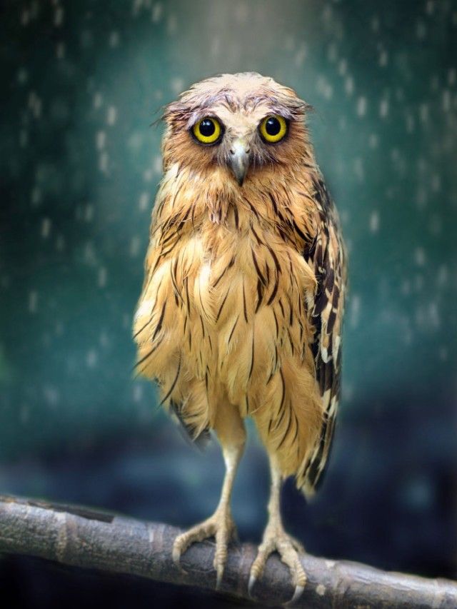 funny-wet-owls14_e