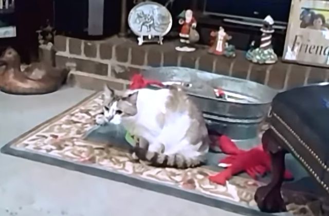 frenchbulldogvscat5