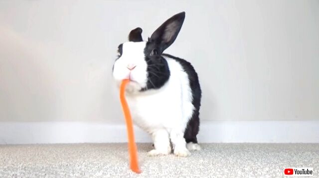 carrotpoop1_640