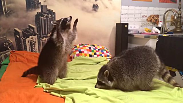 racoons0