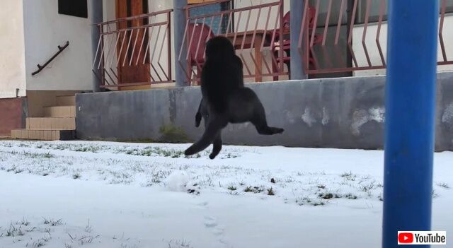 snowcat4_640