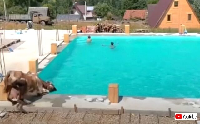 cowjumpingintopool1_640