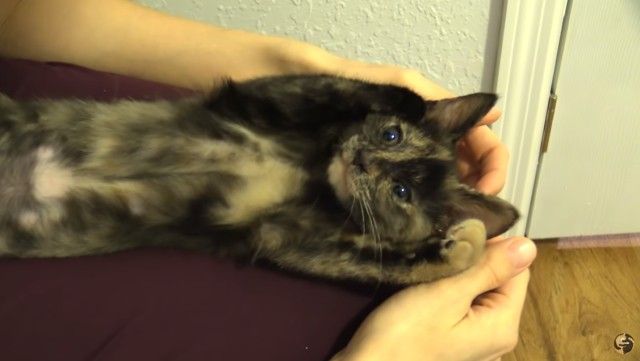 2newkittens3_e