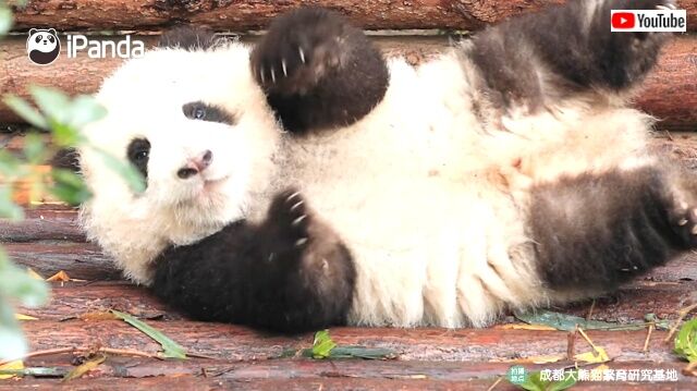 pandaidols2_640