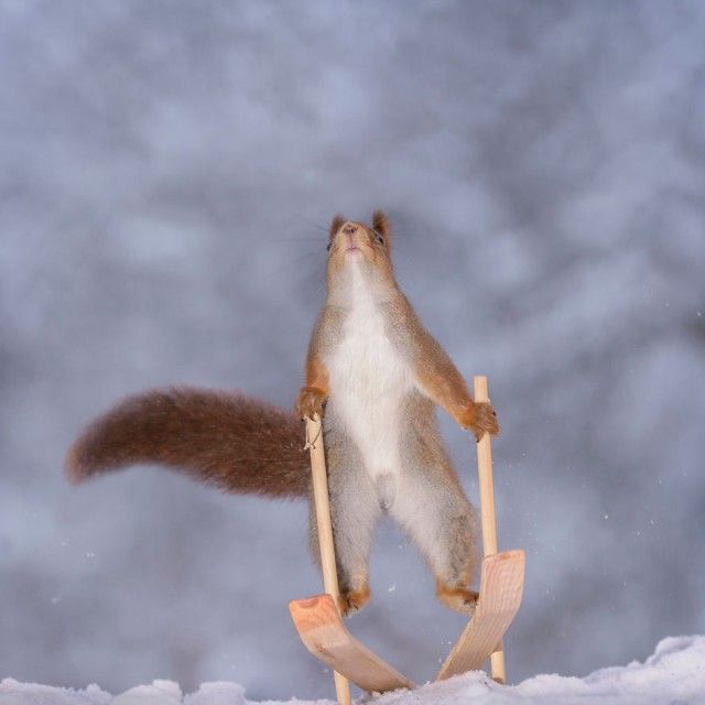 wintersportssquirrel7_e