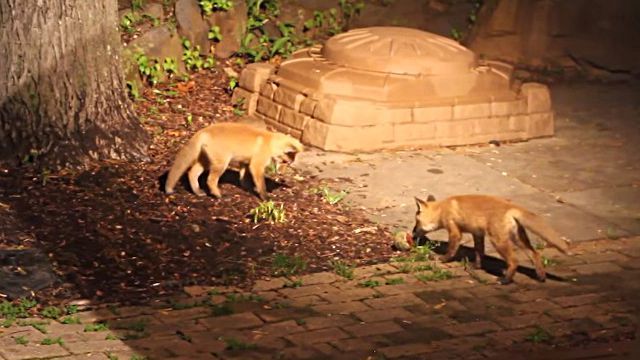 foxnball2