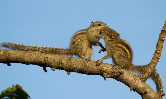 cute-kissing-animals-love-15__880_e