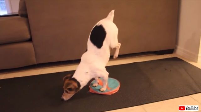 cuteyogidogs0_640