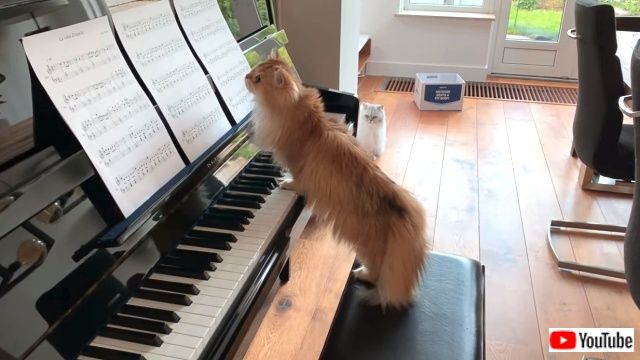 pianistcats4_640