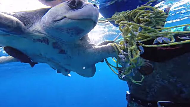 seaturtle4