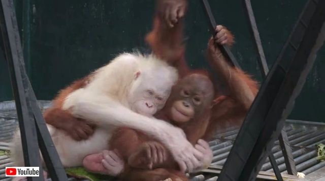 albinoorangutan6_640
