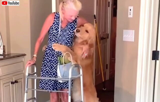 bestpets201911_0_640