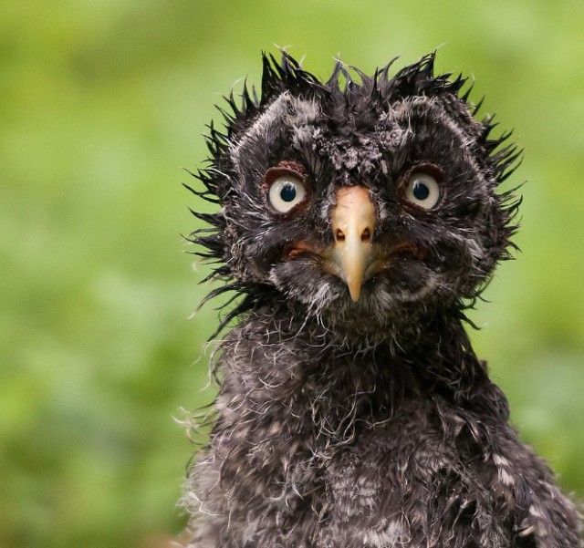 funny-wet-owls3a_e