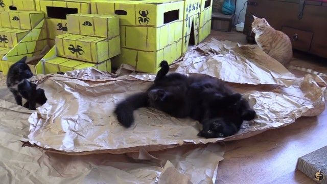 catpyramid4_e