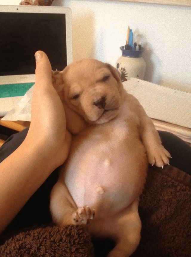 puppies16_e