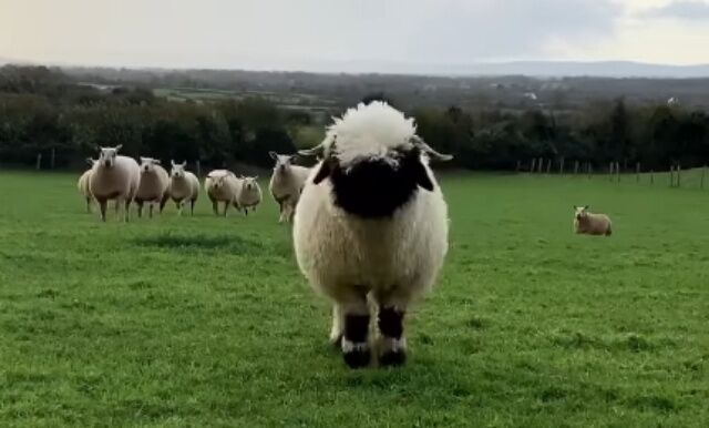 sheep0_batch