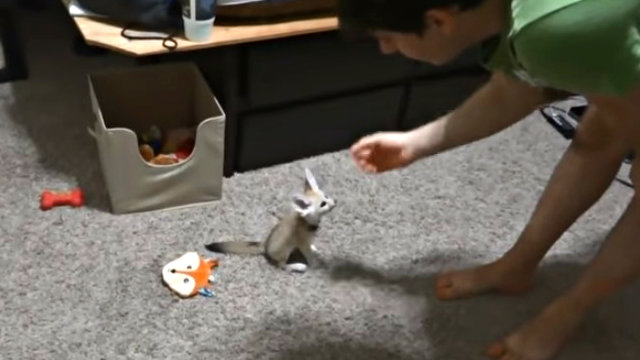 fennecbaby0