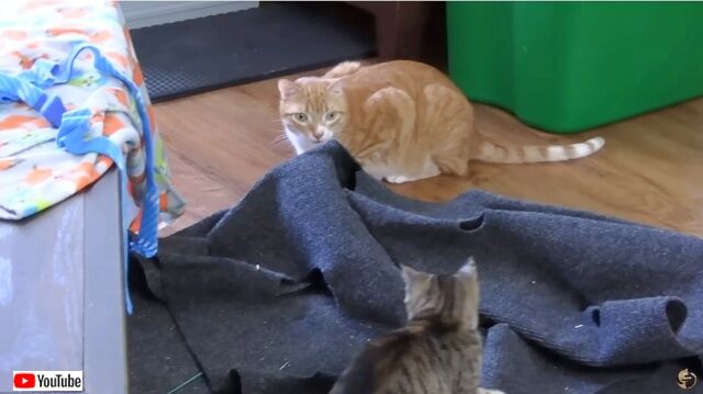 「お前ら…ニャに？」マーマレードと新入り子猫たちがいよいよ対面。困惑するマーマレードの表情に注目！