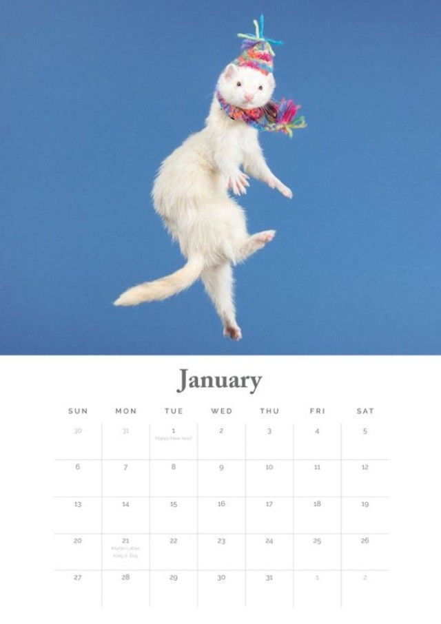 ferret-1 (1)