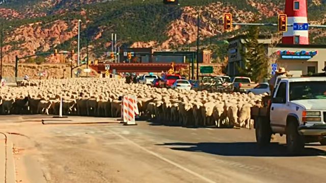 sheeps1