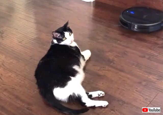 robotvacuumencat1_640