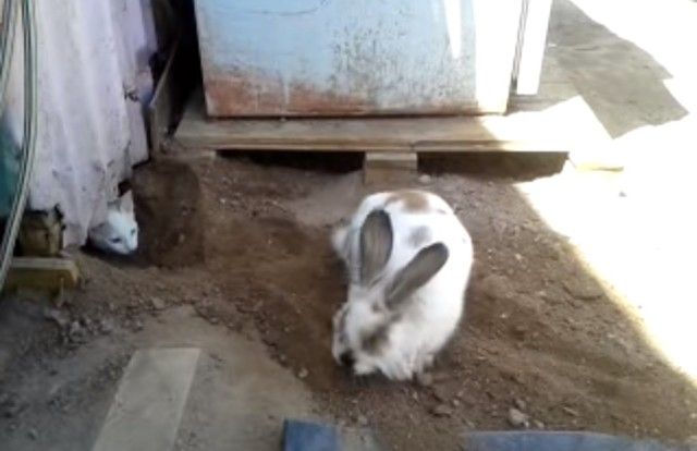 digging4_e
