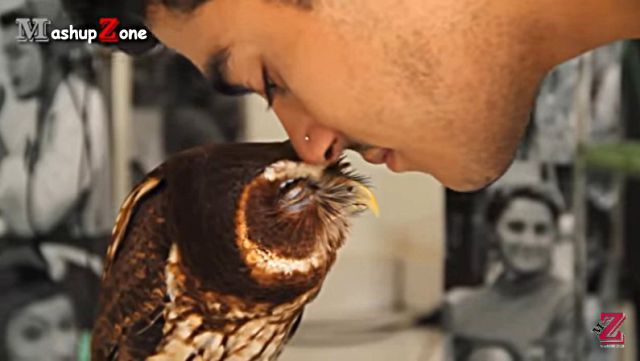 cuteowl1