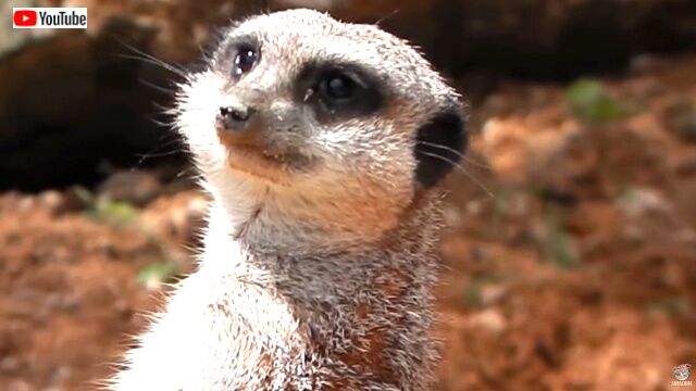 meerkat6_640