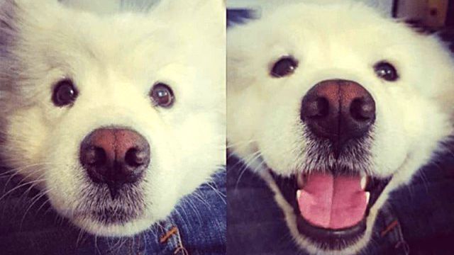 goodboy8_e